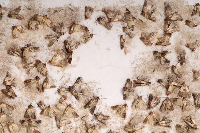 Clothes Moths Extermination in Karachi